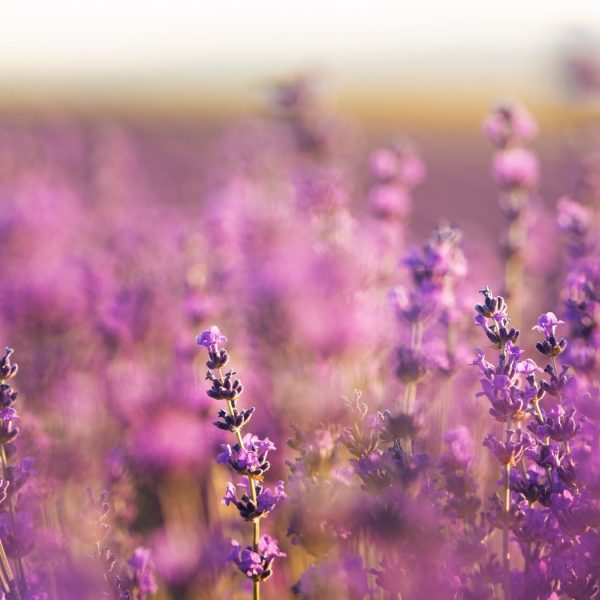 Ceica_imagine_profil_lavanda